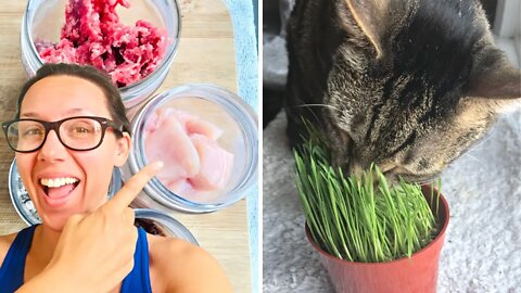 Cheap ways to add raw to your cat's food