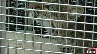 Florida Bobcat hit by car now receiving surgery at Big Cat Rescue