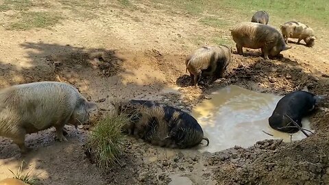 Pig Wallow Diggin' and a Tree on the Fence