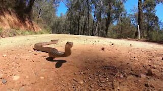 A enorme diferença entre duas cobras venenosas