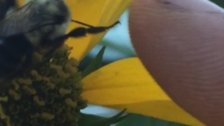 Did This Bee Just Give A High Five?