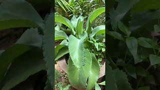 Kalanchoe Pinnata (ប្រទាលក្រុងសំរឹទ្ធ)