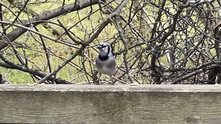 Blue Jay agile bird