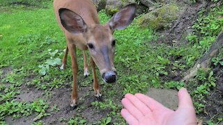 Deer Sniffs My Hand