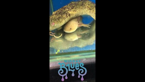 Axolotl feeding