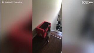 Gato aprende a descer escada de forma super eficiente