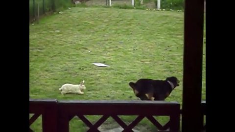 Dog Makes A Very Unusual Friend!