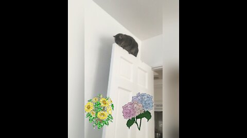 Kitty on a door