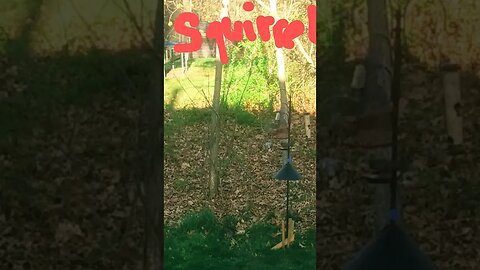 Squirrel so clever | Acrobatic | as it scares Birds!