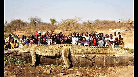 The World's Largest Crocodile On Record 🤔 Unbelievable!