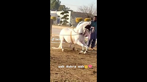 White Horse beautifully bending knees for dance