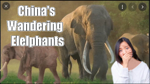 China's wandering elephants becoming international stars