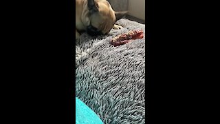 Confused Frenchie tries to bury his bone in owner's bed