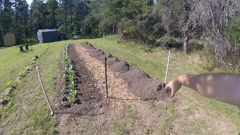 Hottest Day Yet On The Homestead