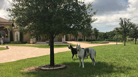 Great Danes Prefer Squirrel Watching to Solar Eclipse in Tampa