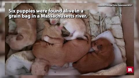 6 puppies found alive in river | Rare News