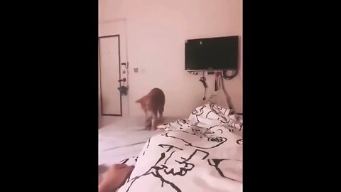 Cat throws something at owner