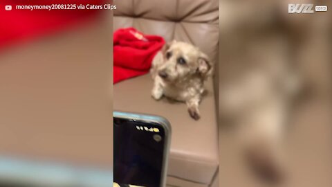 Dog goes barking mad at fake cat meows