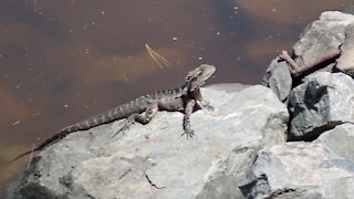 Easter Water Dragon Gold Coast Australia