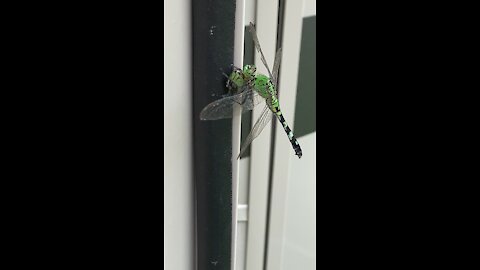 Dragon fly