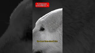 Polar Bear Drags Man 100 Feet