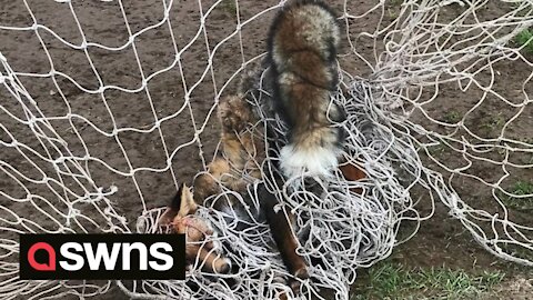 'Most tangled fox ever seen' has been rescued from football nets on a playing field