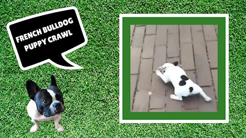 French Bulldog Puppy Crawl - Stella The Frenchie
