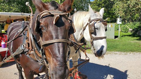 Exploring Mackinaw Island