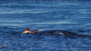 Ekstremt farlig: mann svømmer ved siden av to knølhvaler