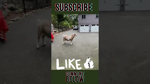 billy the basketball playing goat!