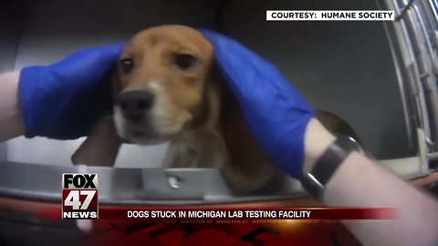 Dogs rescued from pesticide testing still in limbo at Mattawan lab