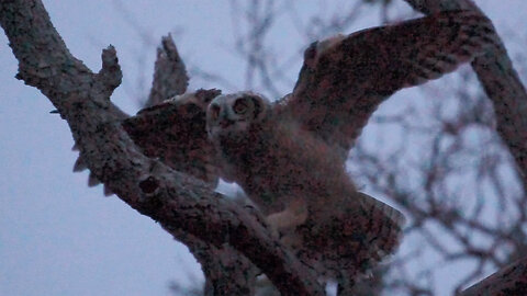 Hungry Baby Gets Active After Sunset