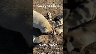 KuneKune Feeding Frenzy!