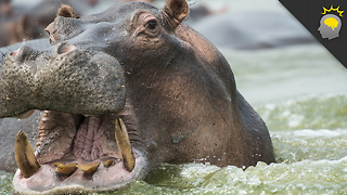 Stuff to Blow Your Mind: 7 Mind-Blowing Hippo Facts - Science on the Web