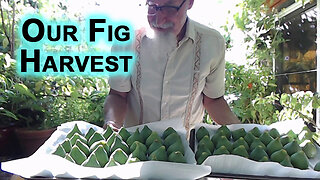 Our Fig Harvest, First Batch of the Season