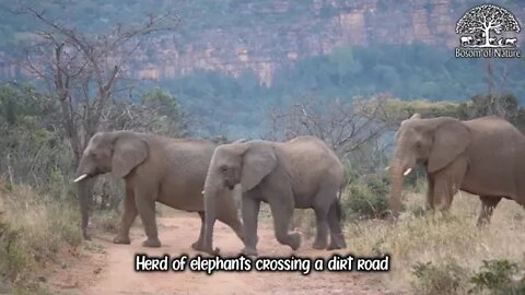 Herd of elephants crossing a dirt road