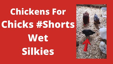 How Wet Are My Silkie Chickens #Shorts