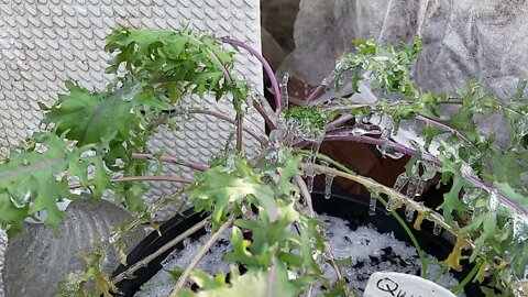 It's Raining Ice but Kale Doesn't Mind