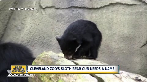 Sloth bear cub needs a name