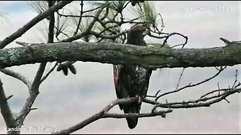 Immature Bald Eagle by The Marsh 🦅 01/18/23 07:37