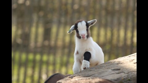 Funny Baby Goat
