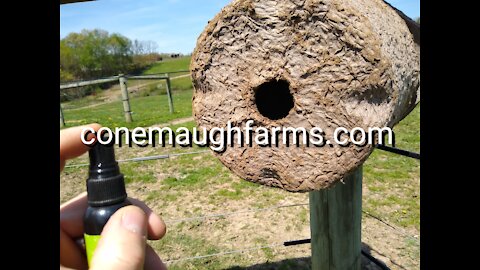 Wild Bee swarm