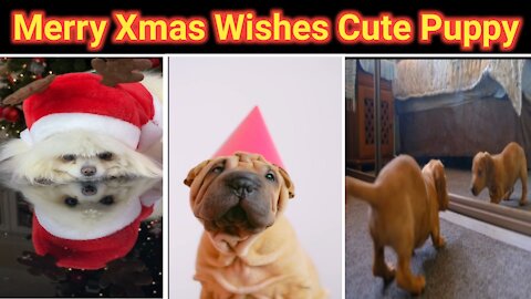 Merry Xmas Wishes Cute Puppy