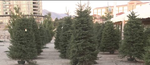 Demand for real Christmas trees rises despite pandemic
