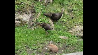 Dwarf Rabbit and Wild Turkeys Share the Yard