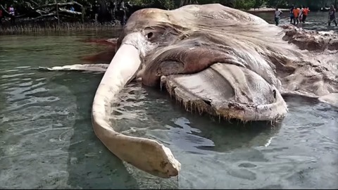 Massive Sea Creature With Tusks Washes Ashore In Seream, Indonesia-May 11, 2017