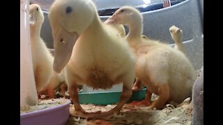 Orpington Ducklings Cleaner and Fluffy Video 9