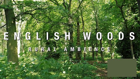 In The Woods | 3 Hours Of Crickets, Birdsong & Breeze | Relaxing Escapist Nature Ambience