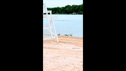Seagulls take flight at a lake