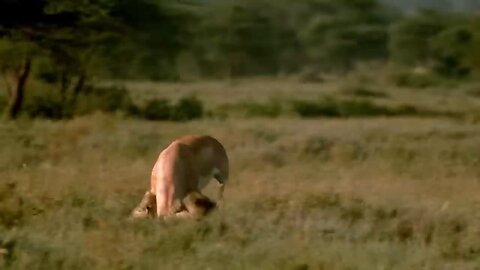 WORLD'S FASTEST ANIMALS FAIL! Grant's Gazzele Take Down Cheetah With Horns, Lion Hunt Impala Fail